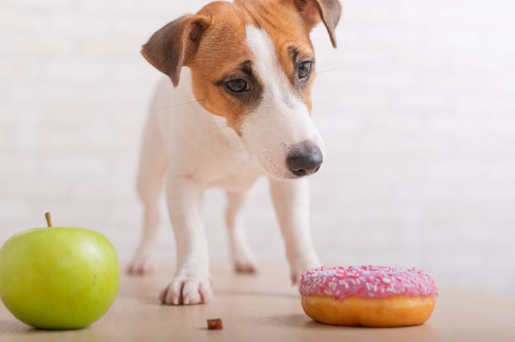 cão tomando decisão