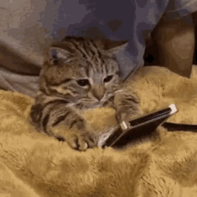 cat scrolling on phone